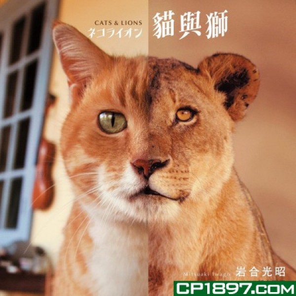 貓與獅 貓與獅